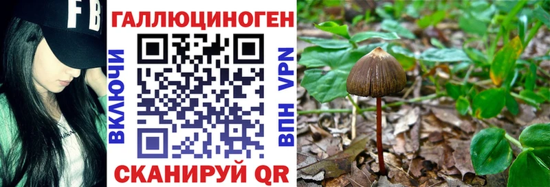 дарнет шоп  Сланцы  Псилоцибиновые грибы Psilocybine cubensis 